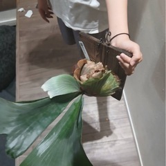 ビカクシダ
の画像