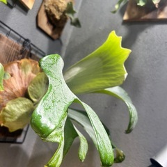 ビカクシダ
の画像