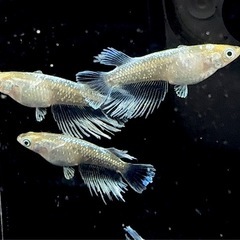 【メダカ】　エメキン　1ペアの画像