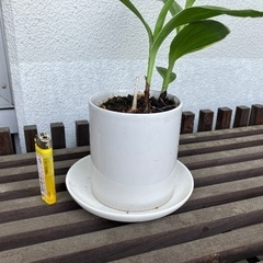シラン　赤紫の花が春に咲きますの画像