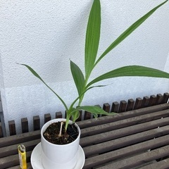 シラン　赤紫の花が春に咲きますの画像