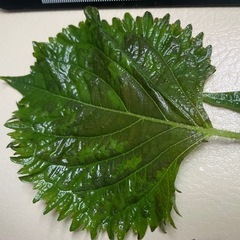 自然栽培　青紫蘇の画像