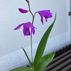 シラン　赤紫の花が春に咲きますの画像