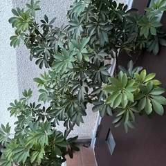 観葉植物シェフレラホンコンの画像