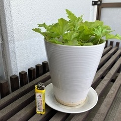 ヒューケラ　ツボサンゴ　白い化粧鉢入りの画像