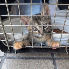 ７月８日生まれのキジトラ無事里親見つかりました。