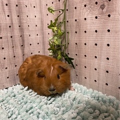 ロシアンモルモット