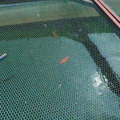 金魚の画像
