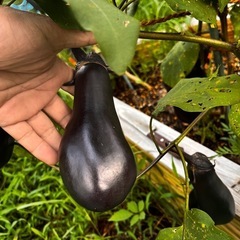 無農薬の茄子差し上げます。の画像