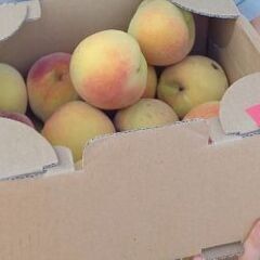 朝どり★桃★長岡市産つきかがみ※小さめB級品※糖度が高い黄桃22日の画像
