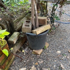 大鉢観葉植物　パキラの画像