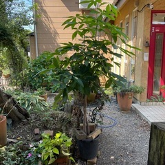 大鉢観葉植物　パキラの画像