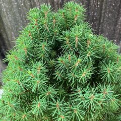 カナダトウヒ（学名Picea glauca）の変種アルバーティアナ（var. albertiana）の園芸品種コニカ（Conica）鉢植えの画像