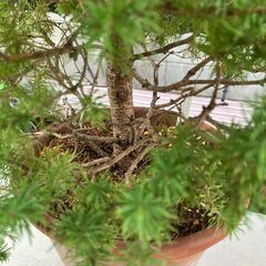 カナダトウヒ（学名Picea glauca）の変種アルバーティアナ（var. albertiana）の園芸品種コニカ（Conica）鉢植えの画像