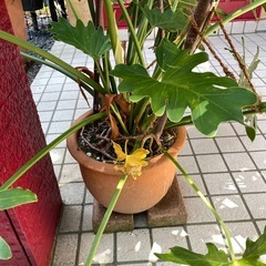 大鉢観葉植物　セロームの画像