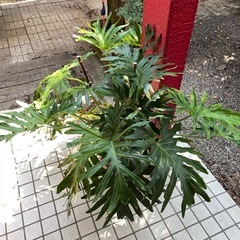 大鉢観葉植物　セロームの画像