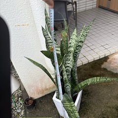 サンスベリアの画像