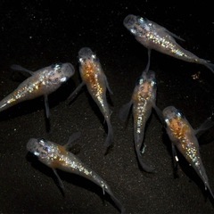 半ダルマめだか　ブルサファラメ1ペアの画像