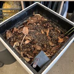 【8月22日または25日引き取れる方限定】土つきの植木鉢の画像
