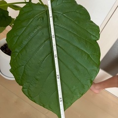 ウンベラータの画像