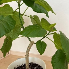 ウンベラータの画像