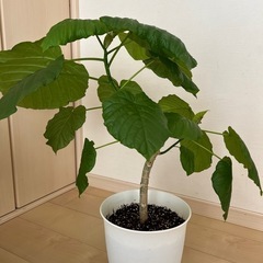 ウンベラータの画像