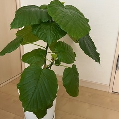 ウンベラータの画像