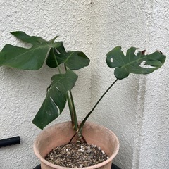 モンステラ　②の画像