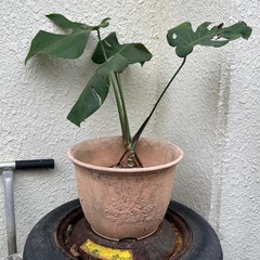 モンステラ　②の画像