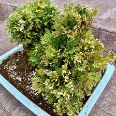 岩ヒバ　盆栽　観賞用の画像