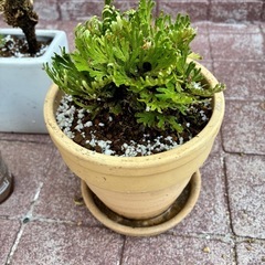 岩ヒバ　盆栽　観賞用の画像