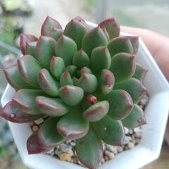 多肉植物 エケベリア ピンクルルビーの画像