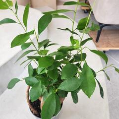 ガジュマル　　4号の画像