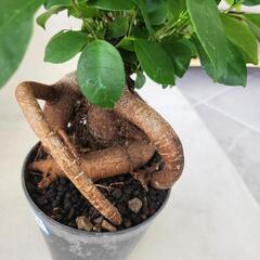 ガジュマル　　4号の画像