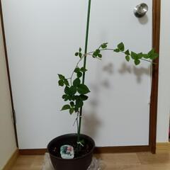大実　ブラックベリーの画像