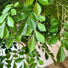 大型 フェイクグリーン 人工観葉植物 インテリアグリーン 高さ約2.2m 幅約1.4mの画像