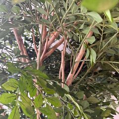 大型 フェイクグリーン 人工観葉植物 インテリアグリーン 高さ約2.2m 幅約1.4mの画像