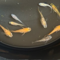 メダカ　三色ダルマメダカ❗️ １０匹❗️めだかの画像