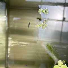 土日限定価格　メダカ　稚魚　20匹の画像