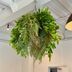 ランキングキーワードに紐づく投稿画像-観葉植物