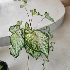【処分物】4点セット　カラデュウムの画像