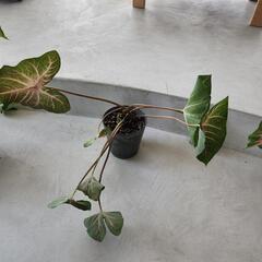 【処分物】4点セット　カラデュウムの画像