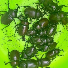 カブトムシ20匹あげます　ペア(１００円)でもお譲りします　の画像