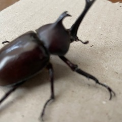 カブトムシ20匹あげます　ペア(１００円)でもお譲りします　の画像