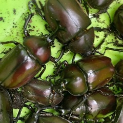 カブトムシ20匹あげます　ペア(１００円)でもお譲りします　の画像