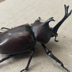 カブトムシ20匹あげます　ペア(１００円)でもお譲りします　の画像