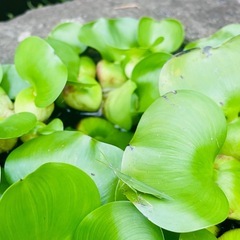 布袋草 ホテイアオイ まとめ売り  エビセットも可能の画像