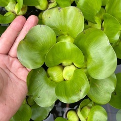 布袋草 ホテイアオイ まとめ売り  エビセットも可能の画像