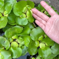 布袋草 ホテイアオイ まとめ売り  エビセットも可能の画像
