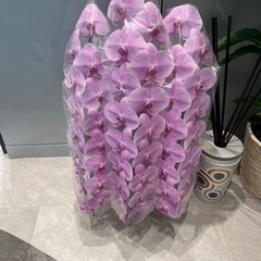 胡蝶蘭をお譲りします。